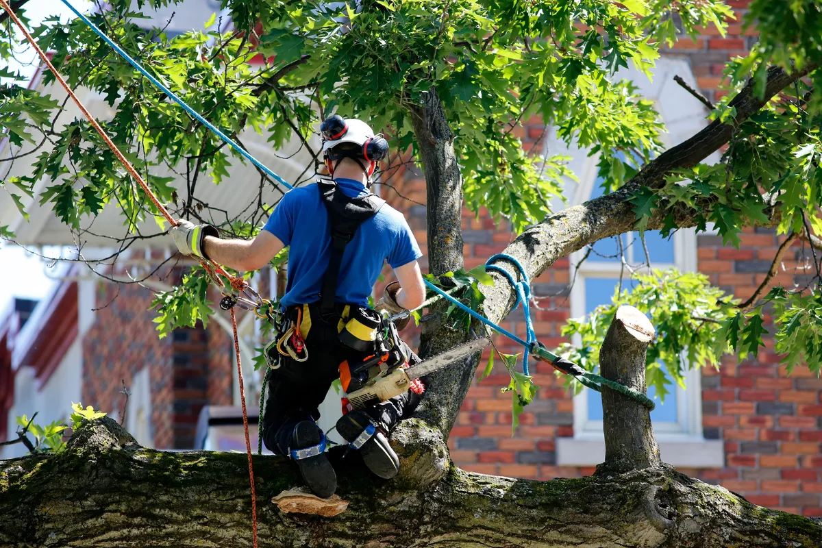 Arborist with safety harness inspecting tree near home in Charlotte NC