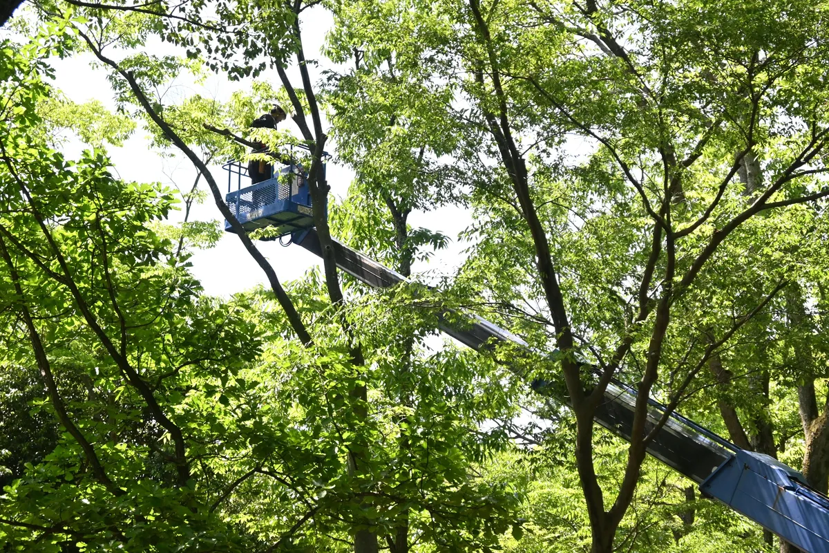 Bucket lift working among lush green tree canopy