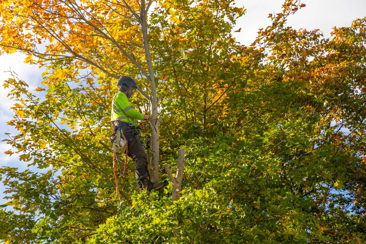 Arborist pruning trees during fall season