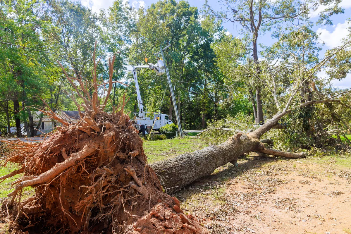 Massive uprooted tree and storm damage with bucket truck cleanup