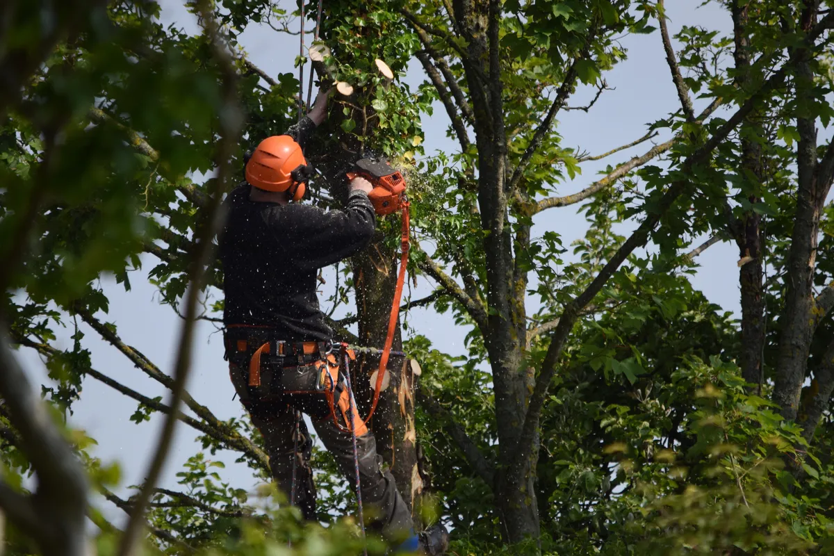 Arborist in safety gear pruning tree branches with chainsaw