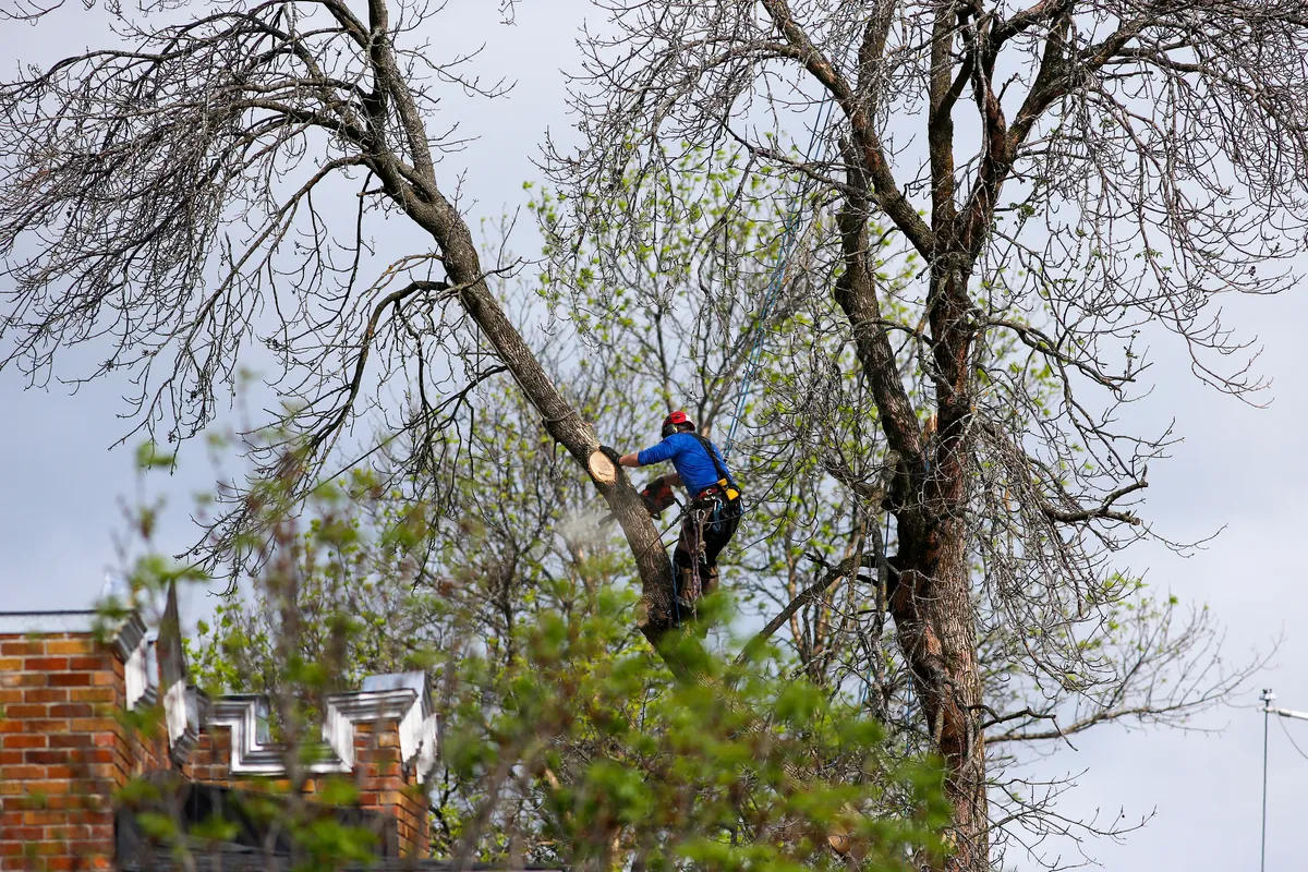Arborist inspecting dead bare trees near residential area