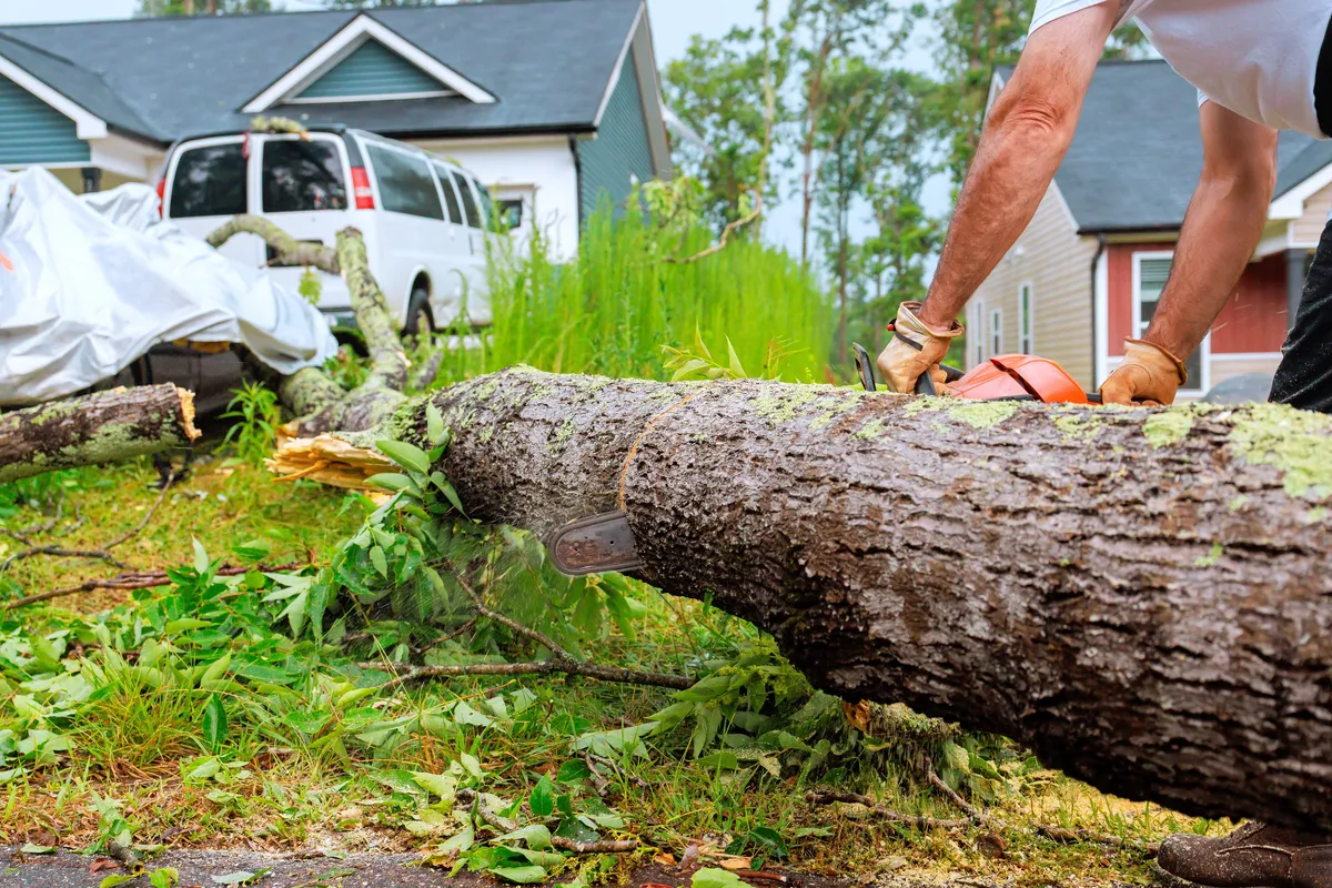 Worker cutting fallen tree with chainsaw in neighborhood