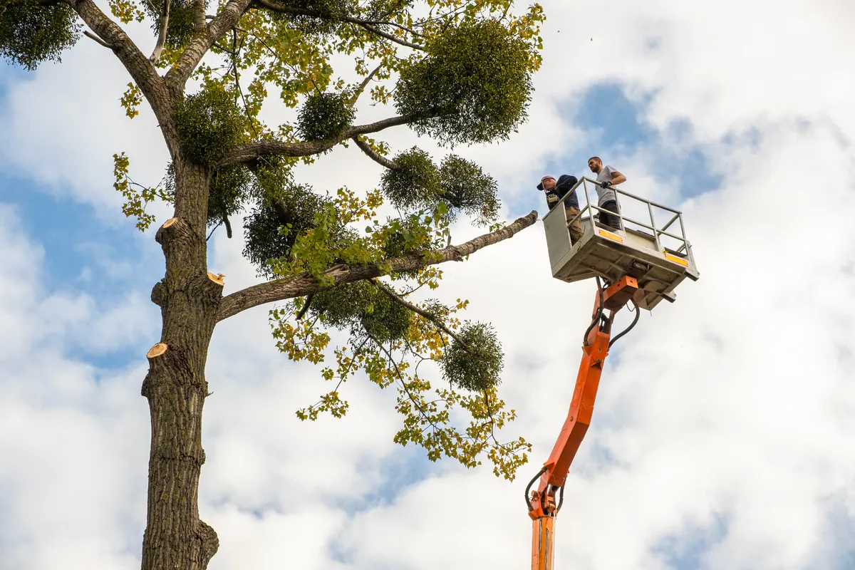 Cherry picker reaching tall leaning tree for removal