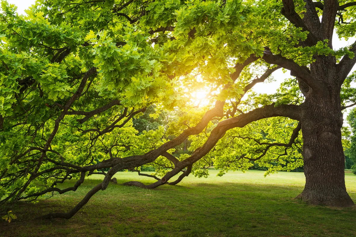 Mature oak tree with sunlight filtering through canopy