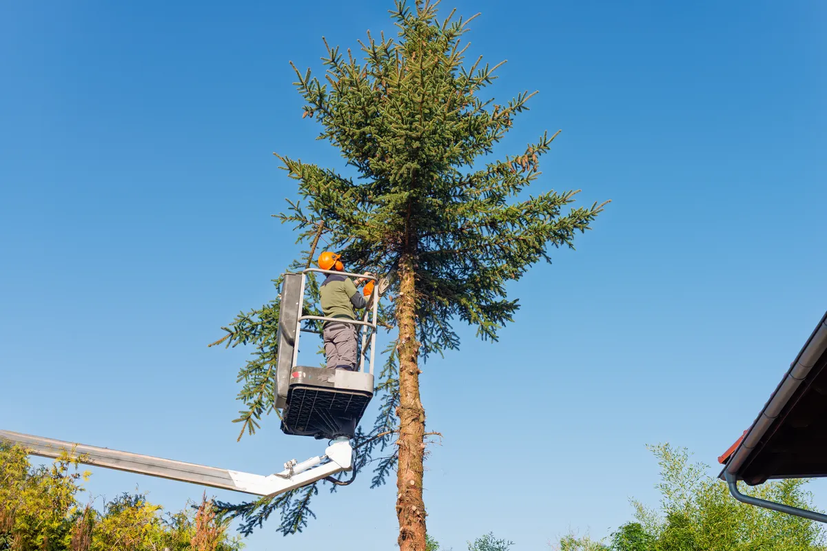 Worker in bucket lift removing tall pine tree