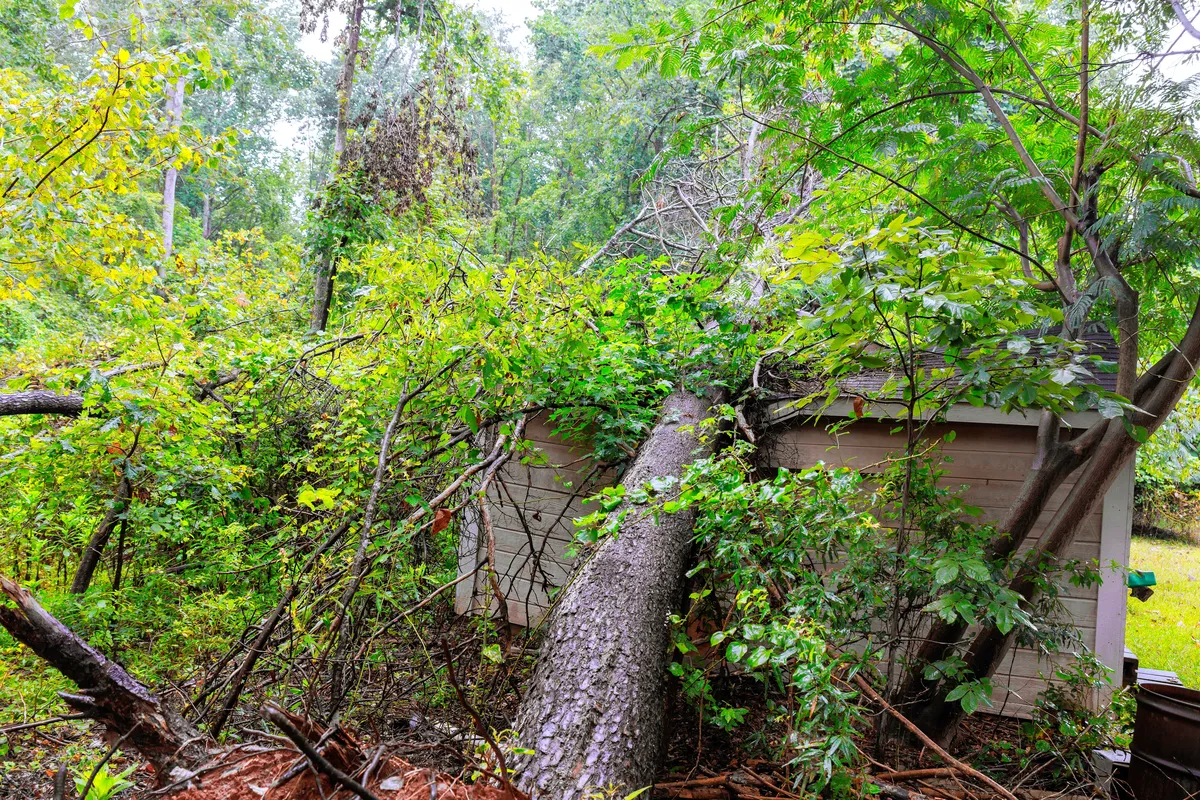 Fallen tree on shed structure after hurricane damage