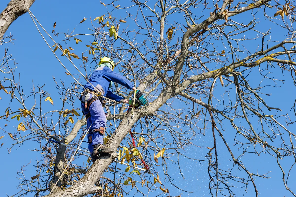 Arborist working on bare diseased tree with chainsaw
