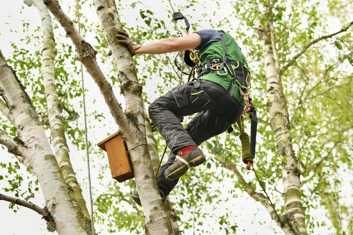 Arborist climbing birch tree with safety harness