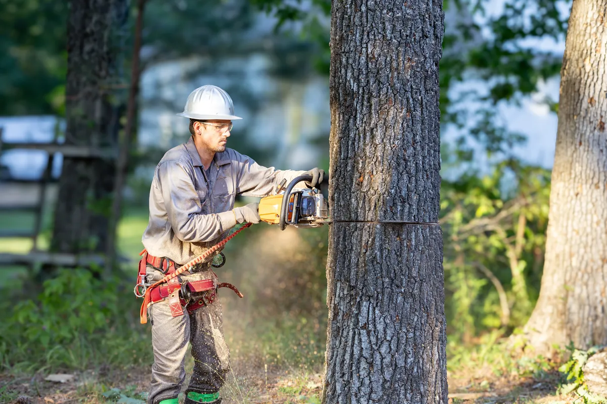 Tree service worker cutting large pine tree with chainsaw