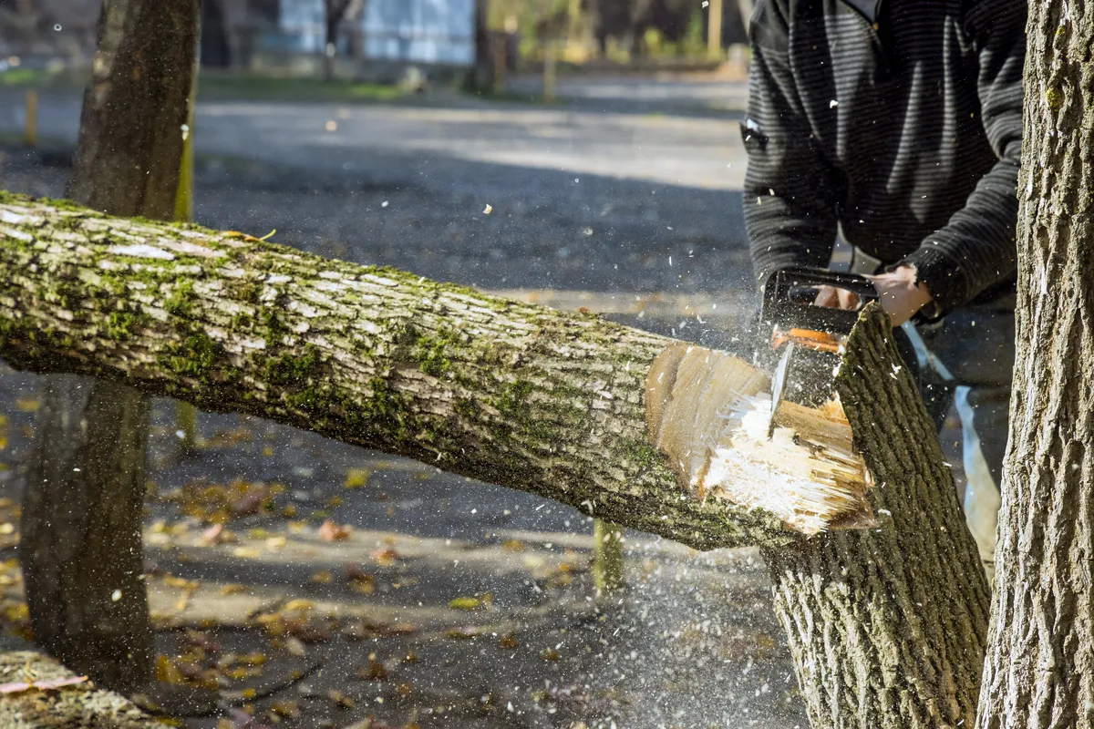 Chainsaw cutting tree trunk growing between other trees