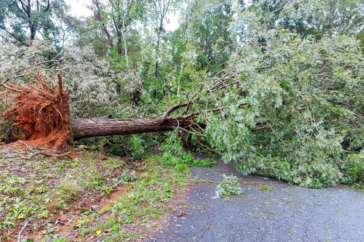 Large uprooted tree fallen across road after storm in Charlotte NC