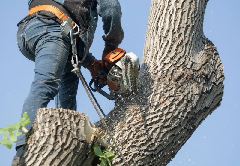 Stump grinding service in Charlotte NC
