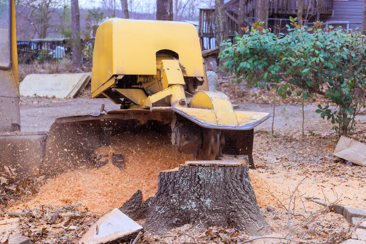 Stump grinder machine grinding tree stump in Charlotte NC