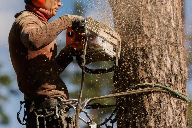 Tree removal service in Charlotte NC
