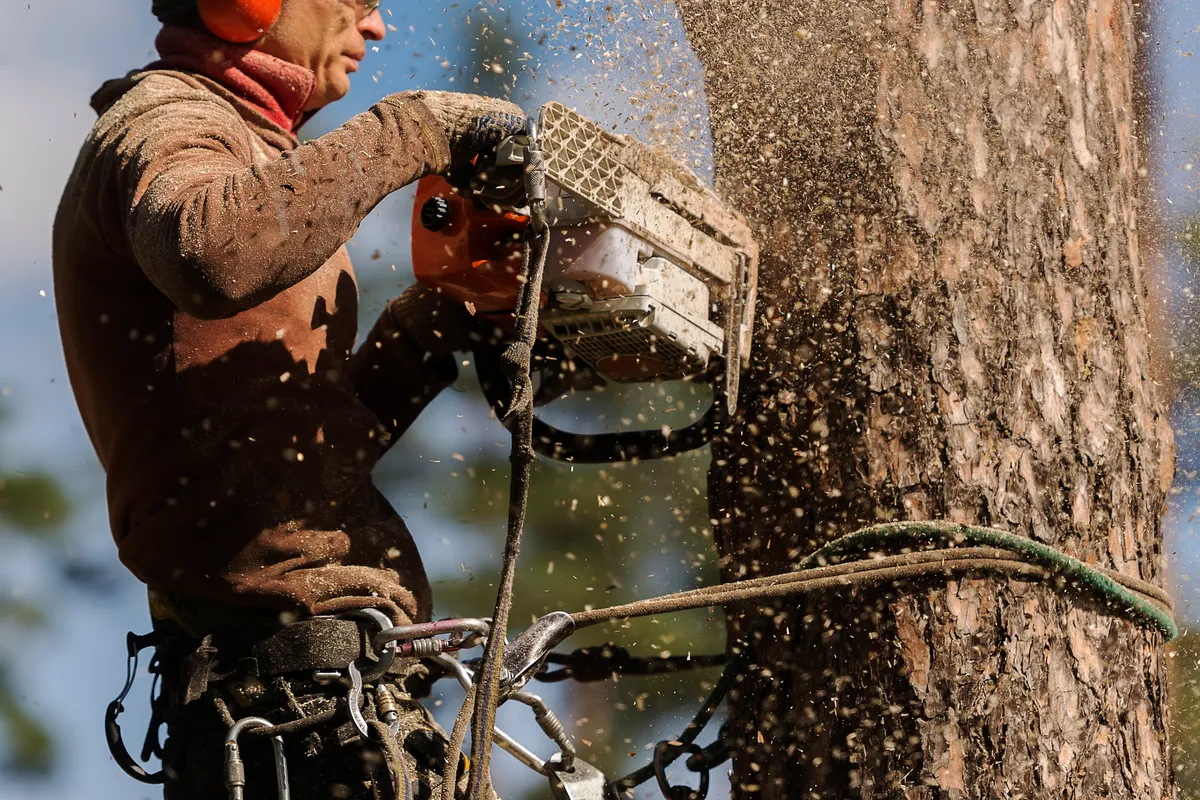 Tree removal worker cutting large tree trunk with chainsaw in Charlotte NC