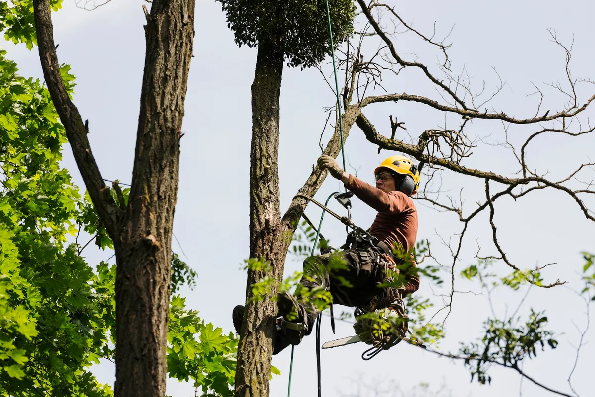 Arborist climbing and trimming tree branches in Charlotte NC